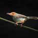 Olive-backed Tailorbird - Photo (c) Vyacheslav Luzanov, some rights reserved (CC BY-NC), uploaded by Vyacheslav Luzanov