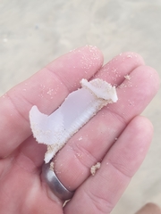 Semicassis bisulcata