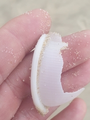 Semicassis bisulcata