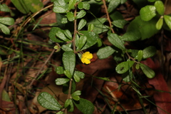 Hibbertia aspera