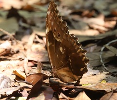 Morpho menelaus