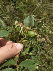 Rosa marginata