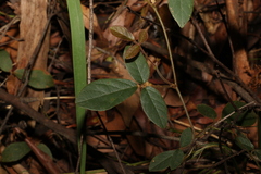 Kennedia rubicunda