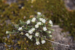 Kelleria dieffenbachii