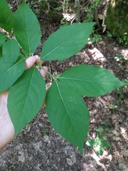 Euonymus latifolius