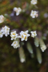 Kelleria dieffenbachii