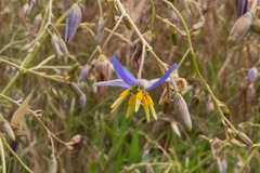 Dianella amoena
