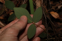 Kennedia rubicunda