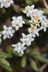 Kelleria dieffenbachii
