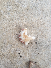 Ranella australasia