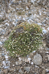Kelleria dieffenbachii