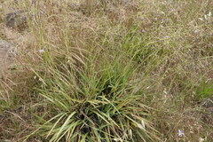 Dianella amoena