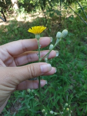 Crepis pannonica