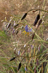 Dianella amoena