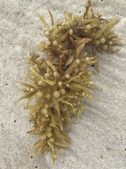 Sargassum fluitans
