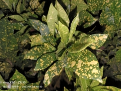 Codiaeum variegatum pictum