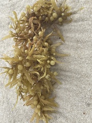 Sargassum fluitans