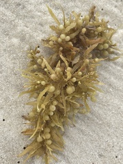 Sargassum fluitans