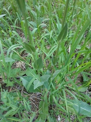 Crepis pannonica