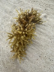Sargassum fluitans