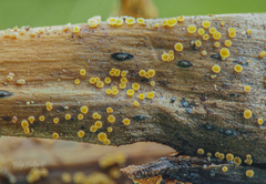 Psilachnum rubrotinctum