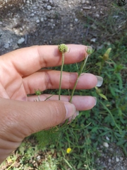 Scabiosa praemontana