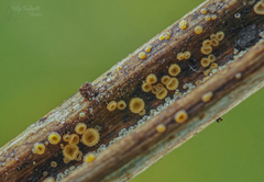 Psilachnum rubrotinctum