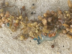 Sargassum fluitans