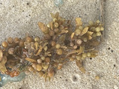 Sargassum fluitans