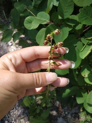 Epipactis