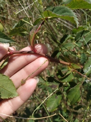Rosa marginata