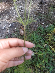 Scabiosa praemontana