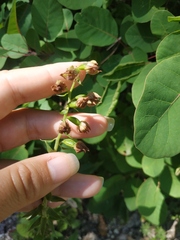 Epipactis