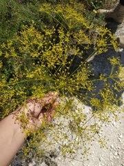 Ferulago galbanifera