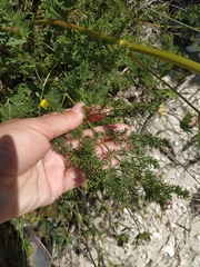 Ferulago galbanifera