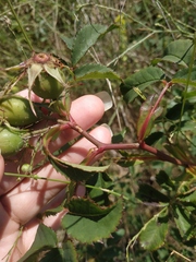 Rosa marginata