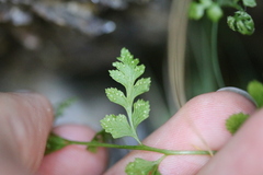 Cystopteris tasmanica