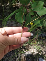 Carex flacca serrulata