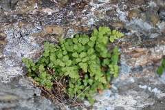 Cystopteris tasmanica