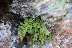 Cystopteris tasmanica