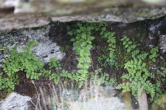 Cystopteris tasmanica