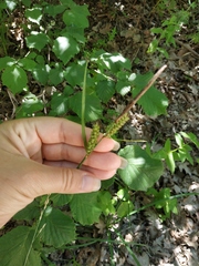 Carex flacca serrulata