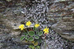Brachyglottis lagopus
