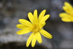 Brachyglottis lagopus