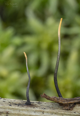 Xylaria filiformis