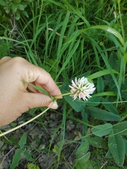 Trifolium ambiguum