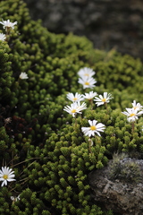 Celmisia ramulosa tuberculata