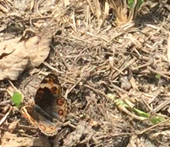 Junonia orithya wallacei