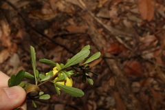 Hibbertia diffusa
