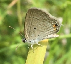 Euchrysops cnejus cnejus